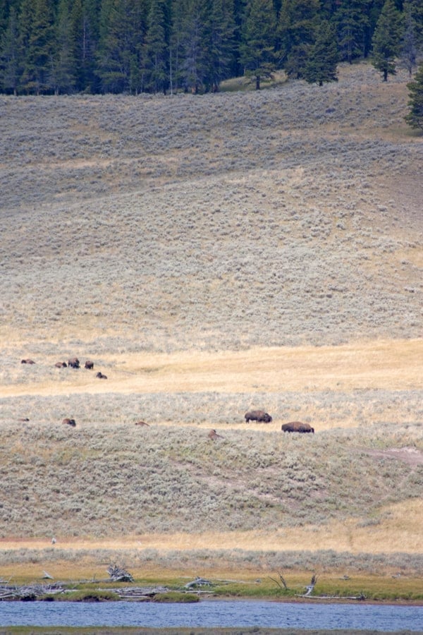 Grand Teton bison