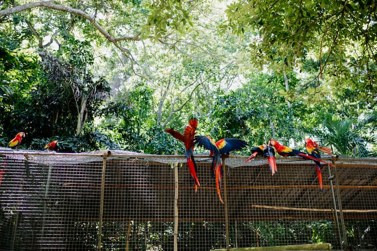 Western Caribbean Cruise excursion with parrots in Honduras