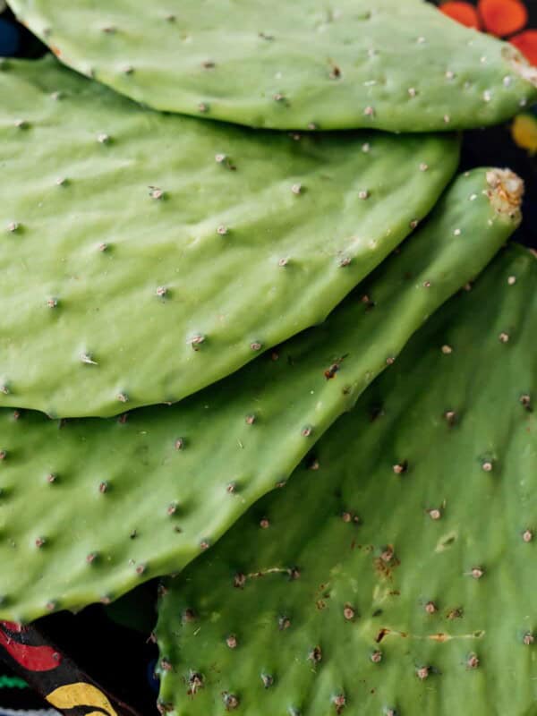 close up of nopales and spines thorns