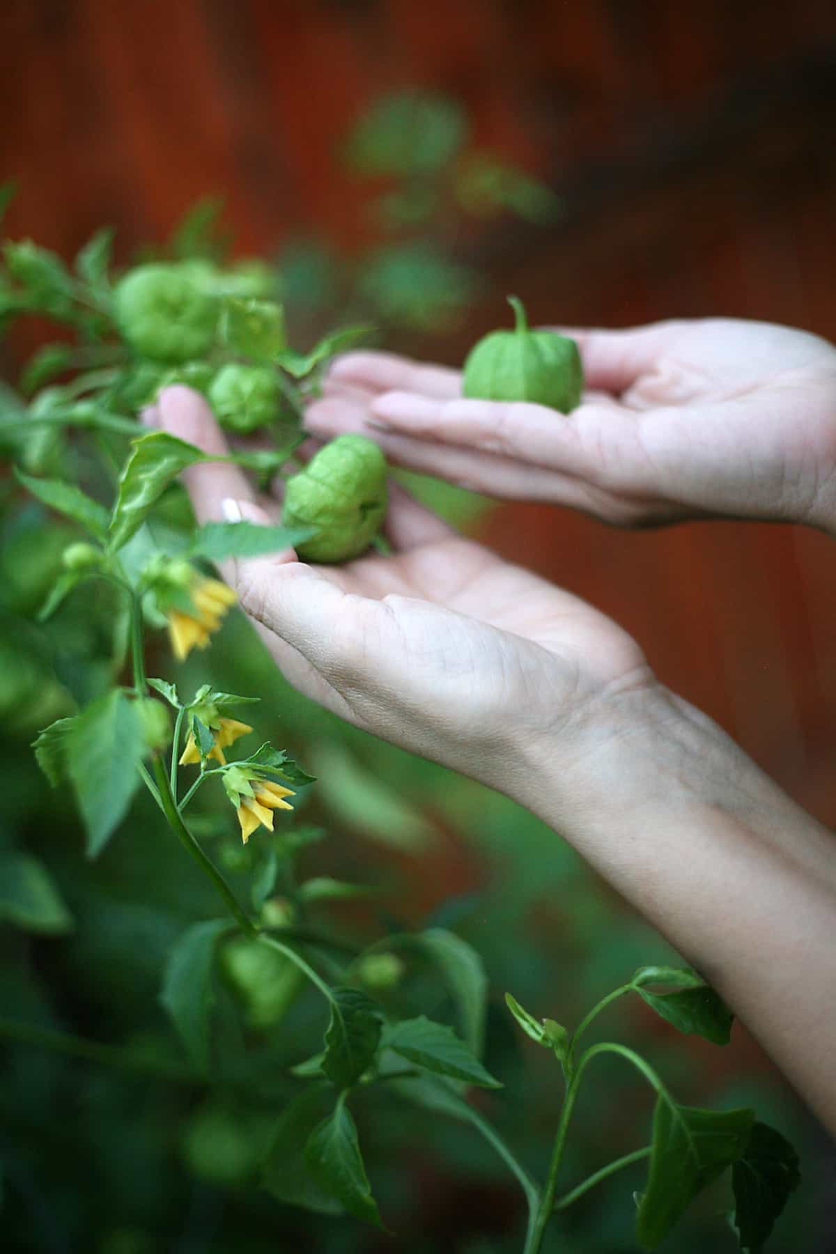 hands picking tomatillos off a plant in the garden. 