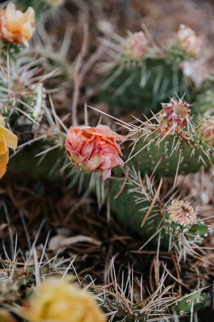 Peach-colored prickly pear cactus flowers blooming on spiny nopales in the desert landscape of the American Southwest.